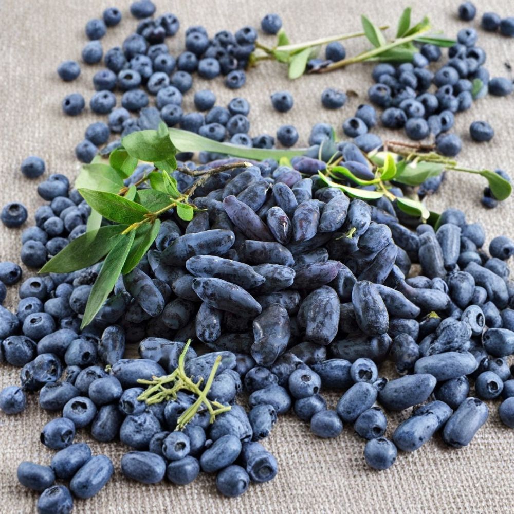 Honeyberry Plant Collection – Lonicera caerulea Live Plants | 4 Variety Set (Aurora, Berry Blue, Boreal Beauty, Boreal Beast) | 3-Year Gallon Grown | Cold Hardy Haskap Berry Bushes