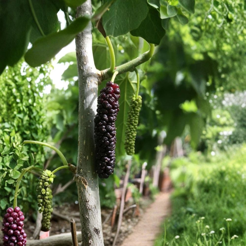 Pakistan Mulberry – Morus macroura Starter Plugs | 10-Pack Live Plants | 3–6 Inches Tall | Bare Root Fruit Tree Starters | Sweet Long Mulberry Variety | Easy to Grow