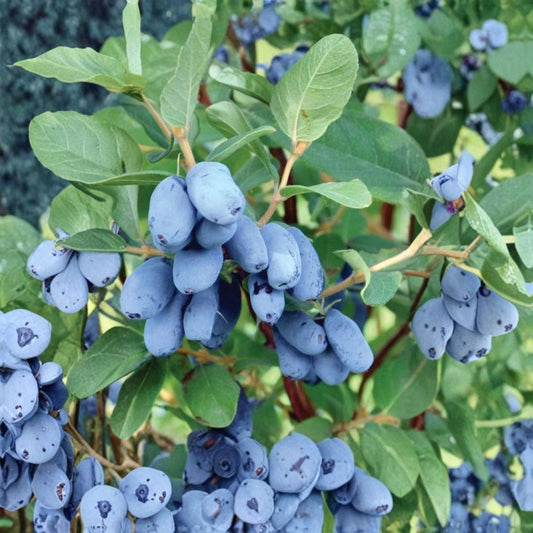 Boreal Blizzard Honeyberry – Lonicera caerulea Live Plant | 3-Year-Old Gallon Grown | Cold Hardy Haskap Berry Bush | Dormant Fruit Shrub for Home Gardens | Early Harvest Berry