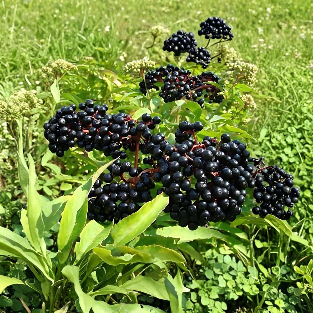 Elderberry Bushes – 2 Live Plants 12–18 Inches Tall | Sambucus Berry Shrubs | Edible Superfruit | Bare Root | Garden & Homestead Ready