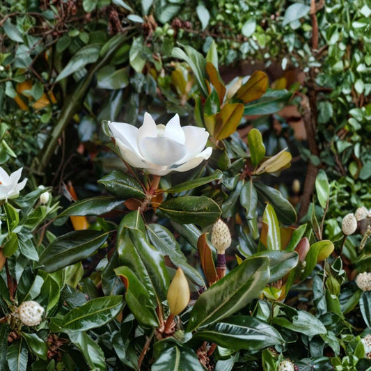 Magnolia ‘Little Gem’ – Rare Magnolia Cuttings | 3 Fresh Unrooted Cuttings | Evergreen Southern Magnolia | Cuttings for Rooting or Grafting