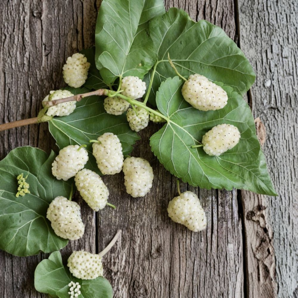 White Mulberry Tree – Morus alba Live Seedling | 6–24 Inches Tall | Includes Nursery Pot Fast Growing Fruit Tree | Backyard & Garden Friendly | Easy to Grow