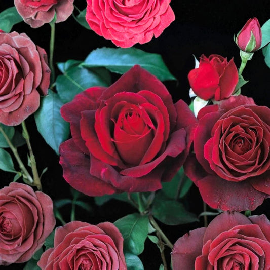 Mister Lincoln Rose – Rosa Hybrid Tea Rare Rose Cuttings | 3 Fresh Cuttings 6–8 Inches | Deep Red Fragrant Rose | Rooting or Grafting Ready