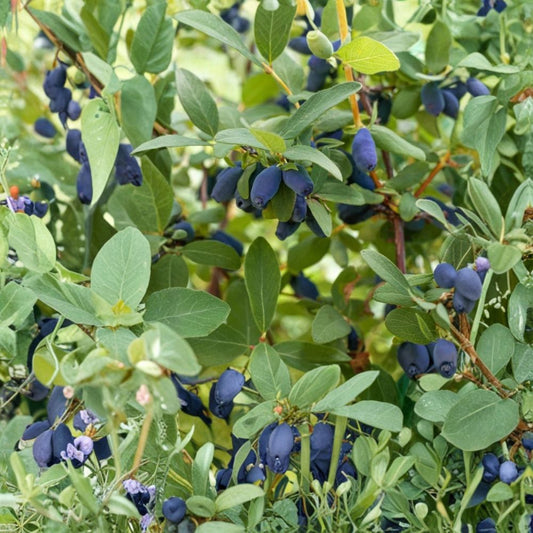 Aurora & Boreal Blizzard Honeyberry – Lonicera caerulea Live Plants | 2 Variety Pollination Set | 3-Year Gallon Grown Haskap Berry Bushes | Cold Hardy Fruit Plants