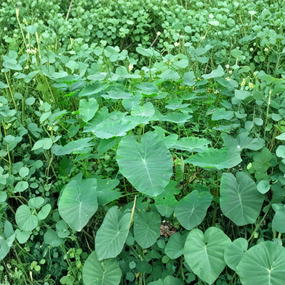 Vietnamese Taro Plant – Bac Ha Doc Mung Thai Elephant Ear Live Plant 5–8 Inches | Edible Taro Vegetable Plant | Tropical Garden Starter