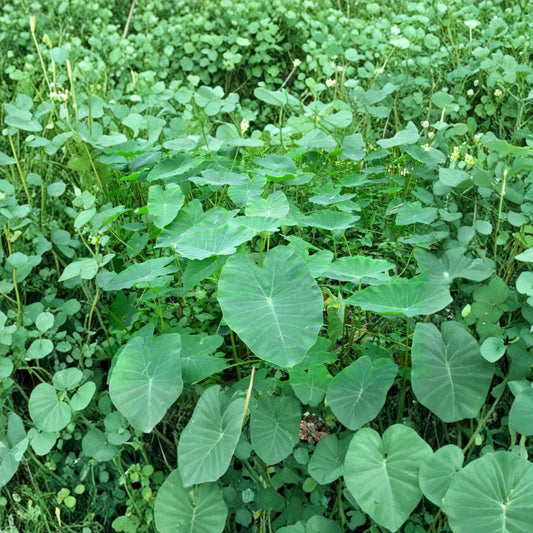 Vietnamese Taro Plant – Bac Ha Doc Mung Thai Elephant Ear Live Plant 5–8 Inches | Edible Taro Vegetable Plant | Tropical Garden Starter