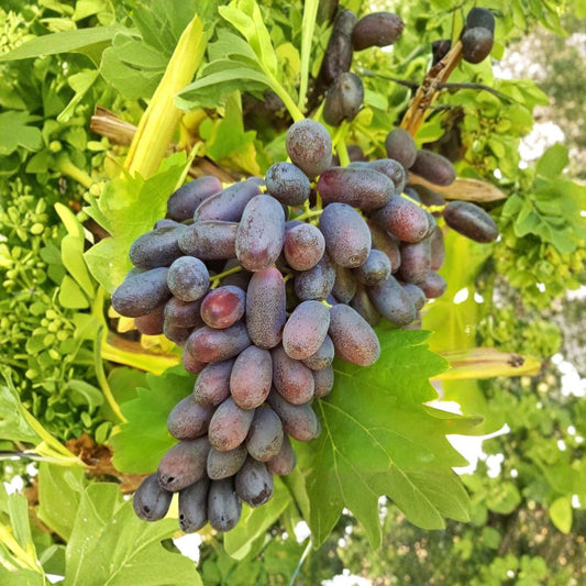 Long Crimson Seedless Grape – Vitis vinifera Cuttings | 5 Fresh 6–8 Inch Unrooted Cuttings | Rare Seedless Table Grape Vine | Cuttings for Rooting or Grafting