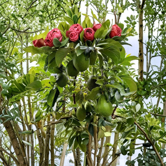 Avozilla Avocado – Persea americana Rare Avocado Cutting | 1 Cutting 6–8 Inches | World's Largest Avocado Variety | Rooting or Grafting Ready