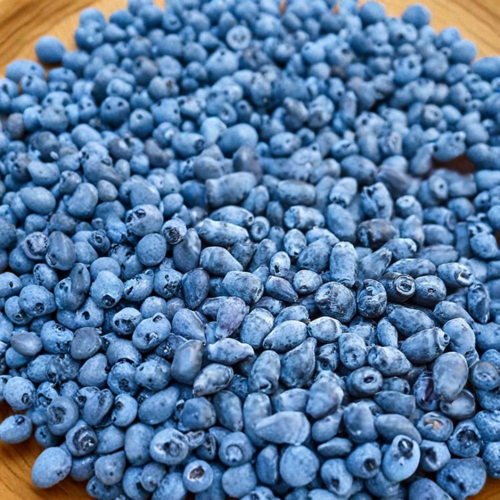 Boreal Beauty & Boreal Beast Honeyberry – Lonicera caerulea Live Plants | 2 Variety Pollination Set | 3-Year Gallon Grown Haskap Berry Bushes | Cold Hardy Fruit Shrubs