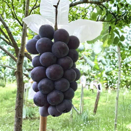 Japanese Fujiminori Grape Vine – Vitis vinifera Rare Grape Cuttings | 5 Premium Cuttings 6–8 Inches | Large Sweet Japanese Table Grapes | Rooting or Grafting Ready