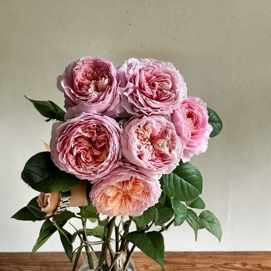 Tantau Highgarden Rose – Rare Rose Cuttings | 3 Fresh Unrooted Cuttings | Elegant Tantau Garden Rose | Cuttings for Rooting or Grafting
