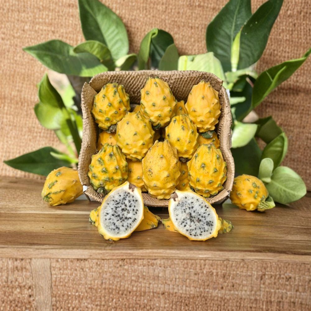 Rare Yellow Pitaya Dragon Fruit Plant – Live Rooted Plant 5–8 Inches | Sweet Yellow Dragon Fruit Cactus | Tropical Fruit Starter | Container Friendly