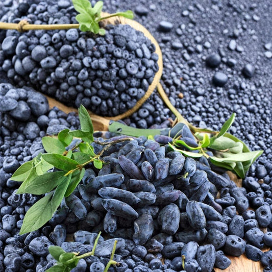 Boreal Beauty Honeyberry – Lonicera caerulea Live Plant | 3-Year-Old Gallon Grown | Cold Hardy Haskap Berry Bush | Dormant Fruit Shrub for Home Gardens