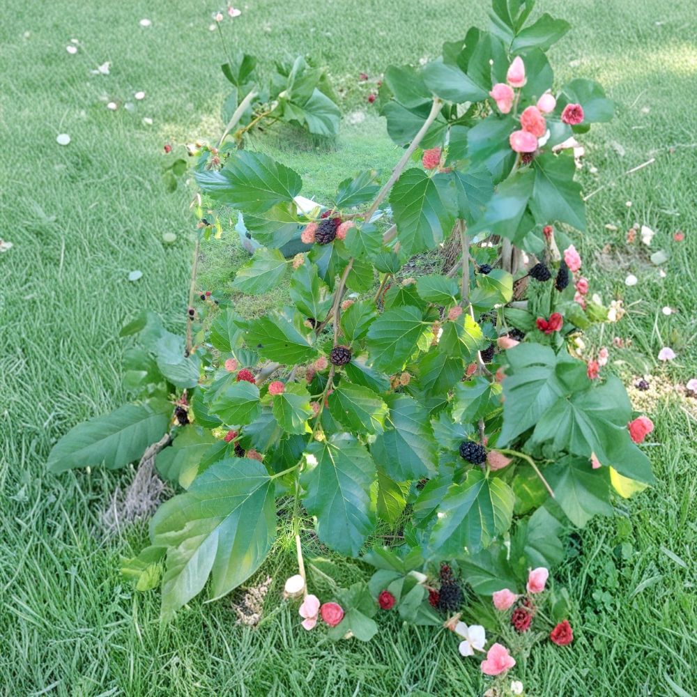Black Mulberry Tree – Morus nigra Live Plant | Small Compact Tree in Pot | Sweet Berry Fruit Tree for Gardens & Patios | Easy to Grow