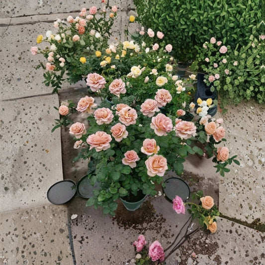 Café Latte Rose – Rare Rose Cuttings | 3 Fresh Unrooted Cuttings | Mocha Brown Garden Rose | Cuttings for Rooting or Grafting
