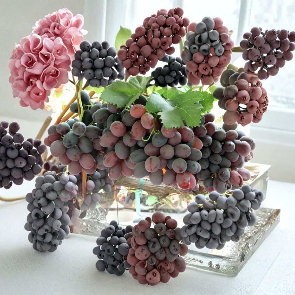 Gum Drop Grape Vine – Vitis vinifera Live Plant | 2–3 Ft Tall Rare Sweet Candy-Flavor Grape | Organic Table Grape Vine | Patio & Backyard Friendly