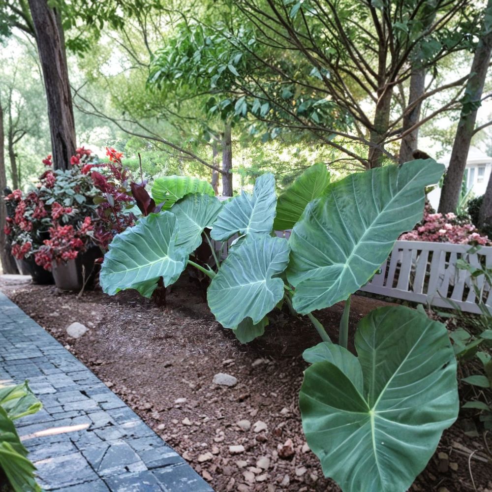 Rare Vietnamese Taro Plant – Bac Ha Doc Mung Elephant Ear Live Plant 12–15 Inches | Edible Colocasia Taro | Tropical Garden Vegetable Plant