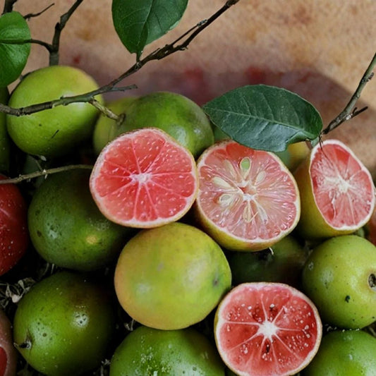 Pink Red Key Lime / Peach Lemon – Rare Citrus Cuttings | 3 Fresh 8 Inch Unrooted Cuttings | Exotic Citrus for Rooting or Grafting | Backyard Citrus Propagation