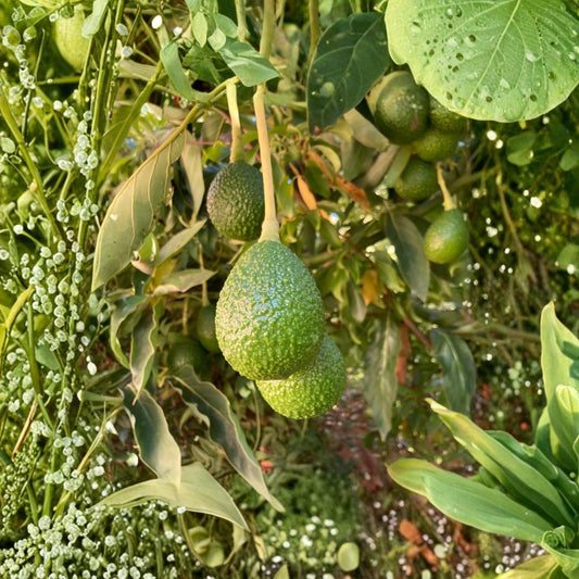 Lamb Hass Avocado Seeds – Persea americana 4 USA-Grown Seeds | Non-GMO | Naturally Grown  Late Season Variety | High Yielding | Backyard Favorite