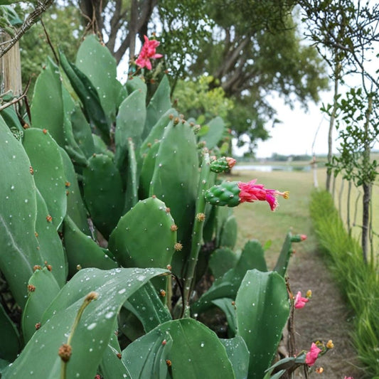 3 Large Spineless Prickly Pear Cactus Pads – Opuntia Cacanapa Elisiana | Nopales Edible Cactus Cuttings | Easy to Grow Desert Plant | Drought Tolerant Garden Cactus