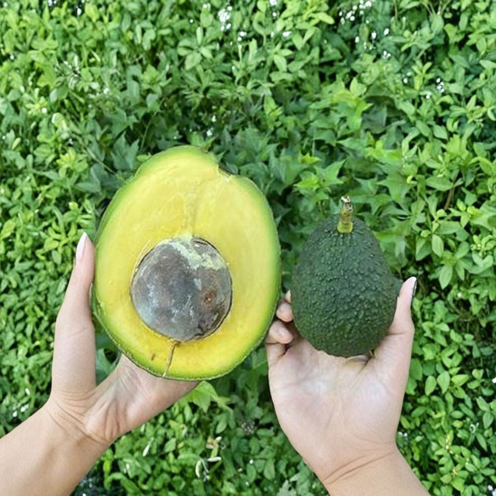 Rare Marcus Pumpkin Avocado Seeds – Persea americana  3 Fresh Avocado Seeds | Type B Flowering Heirloom Variety • Medium Cold Hardy