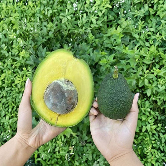 Rare Marcus Pumpkin Avocado Seeds – Persea americana  3 Fresh Avocado Seeds | Type B Flowering Heirloom Variety • Medium Cold Hardy