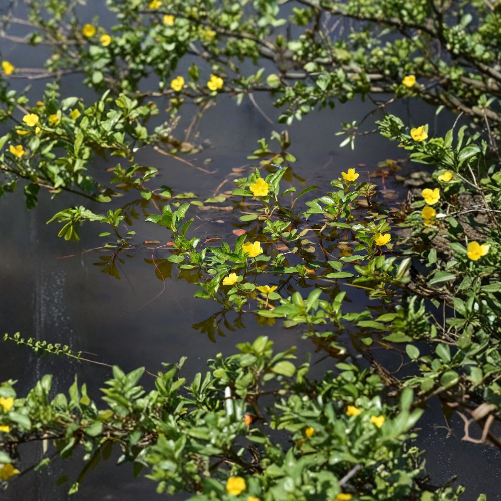 Creeping Primrose Plants - 6 Fast Growing Floating Pond Plants - Excellent Shade for Ponds - (Ludwigia repens)