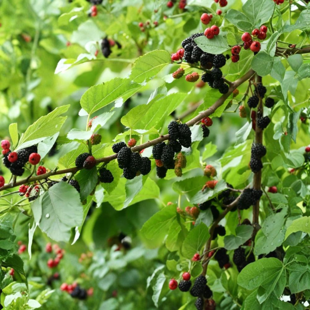 Illinois Everbearing Mulberry Trees – Morus alba x rubra Live Starter Plants | Set of 2 Rooted Seedlings 4–6 Inches Tall | Cold Hardy Edible Fruit Trees | Backyard Orchard Friendly