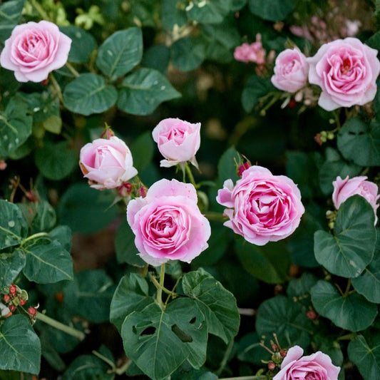 Carefree Wonder Rose – Rare Rose Cuttings | 3 Fresh Unrooted Cuttings | Pink Garden Shrub Rose | Cuttings for Rooting or Grafting