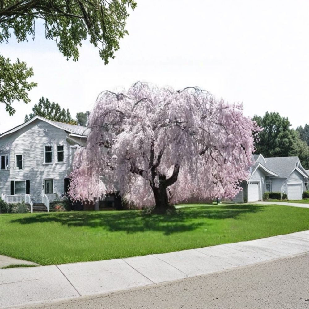 Weeping Yoshino Cherry Tree – Live Plant 2 Ft Tall | Elegant Dwarf Cherry Blossom | Pink Spring Blooms | Bare Root | Ornamental Garden Tree