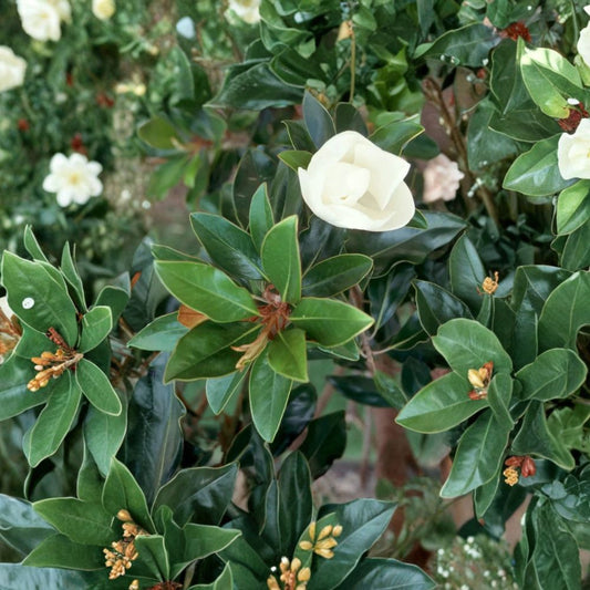 Magnolia ‘Little Gem’ – Magnolia grandiflora Rare Cuttings | 3 Fresh Unrooted Magnolia Cuttings | Evergreen Southern Magnolia | Cuttings for Rooting or Grafting