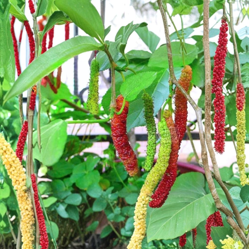 Pakistan Mulberry Tree – Morus macroura Live Starter Plant | 4 Inches Tall Healthy Root Ball | Exotic Sweet Fruit Tree | Garden Orchard Favorite