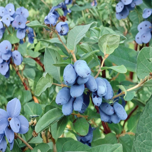 Boreal Beast Honeyberry – Lonicera caerulea Live Plant | 3-Year-Old Gallon Grown | Cold Hardy Haskap Berry Bush | Dormant Fruit Shrub for Home Gardens
