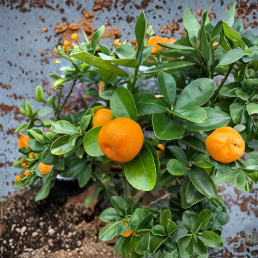 Fukushu Kumquat – Fortunella crassifolia Rare Citrus Cuttings | 3 Fresh Cuttings 6–8 Inches | Sweet Japanese Kumquat Variety | Rooting or Grafting Ready
