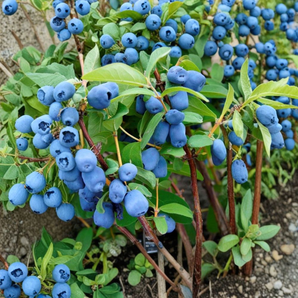 Borealis Honeyberry – Lonicera caerulea Live Plant | 1 Gallon Size | Cold Hardy Haskap Berry Bush | Great for Fresh Eating & Jams | Easy to Grow Fruit Plant