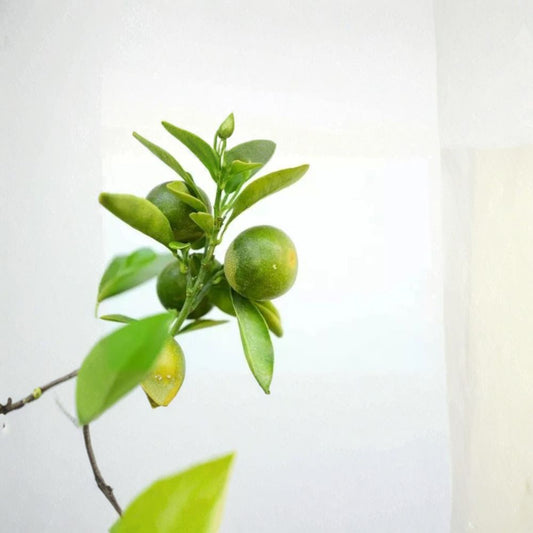 Green Kumquat Seeds – Fortunella Organic Seeds | 5 Rare Kumquat Seeds | Sweet-Tart Citrus Fruit Tree | Easy to Grow Patio or Garden Plant