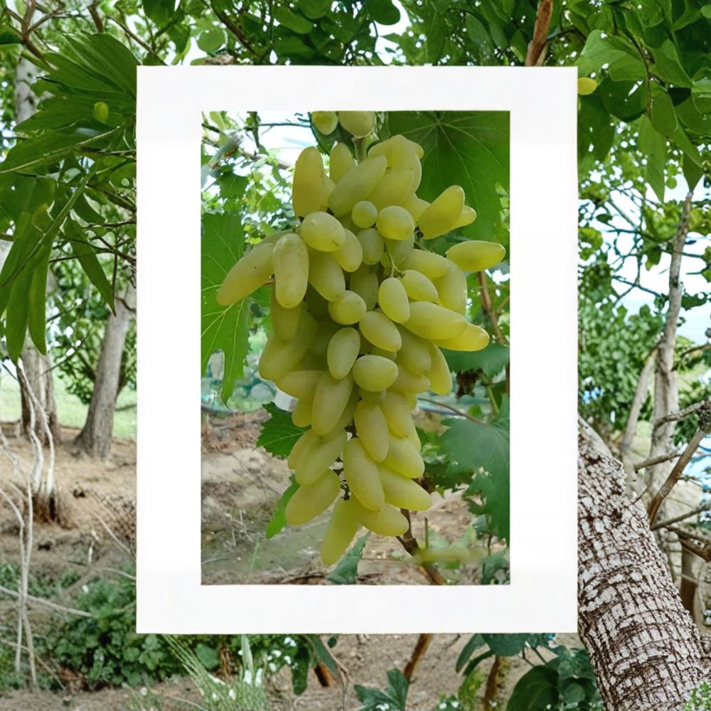 Japanese Golden Finger Seedless Grape Vine – Vitis vinifera Live Plant | 2–3 Ft Tall Rare Sweet Finger Grape | Premium Japanese Table Grape | Organic Patio & Backyard Vine