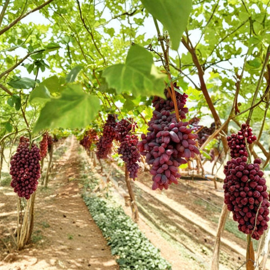 Long Crimson Seedless Grape – Vitis vinifera Cuttings | 5 Fresh 6–8 Inch Unrooted Cuttings | Rare Red Seedless Table Grape | Cuttings for Rooting or Grafting