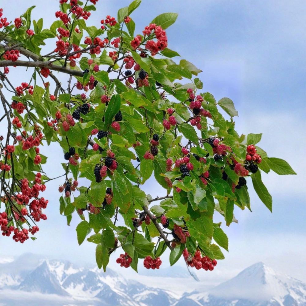 Set of 2 Dwarf Everbearing Mulberry Trees – Morus ‘Dwarf Everbearing’ Live Starter Plants | 4–8 Inches Tall | Compact Fruit Tree for Containers, Patios & Small Gardens