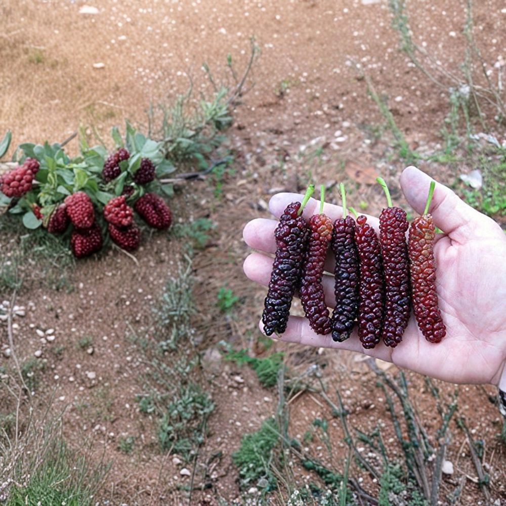 Pakistan Long Mulberry Tree – Morus macroura Live Plant | 4–8 Inch Starter in 2" Pot | Long Sweet Black Mulberries | Heat Tolerant Fruit Tree