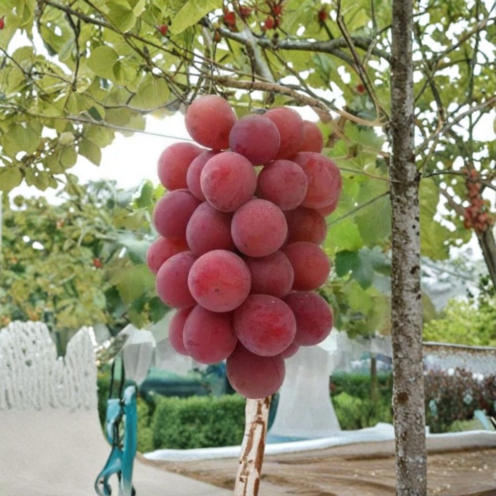 Queen Nina Grape Vine – Vitis vinifera Live Plant | 1–2 Ft Tall Rare Sweet Japanese Grape | Large Premium Table Grapes | Organic Patio & Backyard Vine