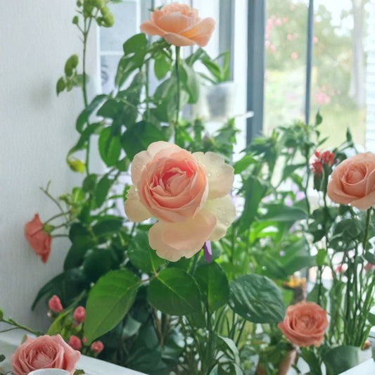 Chiffon Rose – Rare Rose Cuttings | 3 Fresh Unrooted Cuttings | Elegant Garden Rose | Cuttings for Rooting or Grafting