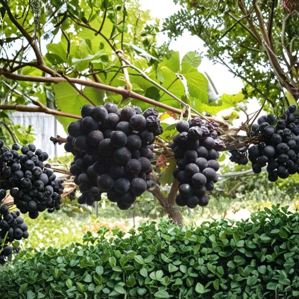 Jinok Campbell Early Grape Vine – Vitis labrusca Live Plant | 1–2 Ft Tall Rare Sweet Early Grape | Korean Campbell Early Variety | Organic Patio & Backyard Vine