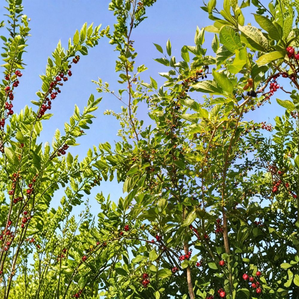 Red Mulberry Tree Cuttings – Morus rubra Organic Propagation Set | 8 Cuttings 7–9 Inches Long | Grow Your Own Edible Mulberry Tree | Garden Propagation Starter
