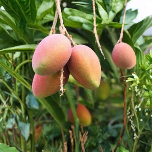 Sindhu Mango Seed – Mangifera indica Rare Mango Seed | 1 Organic Sweet Mango Seed | Super Sweet Juicy Mango | Tropical Fruit Tree Starter