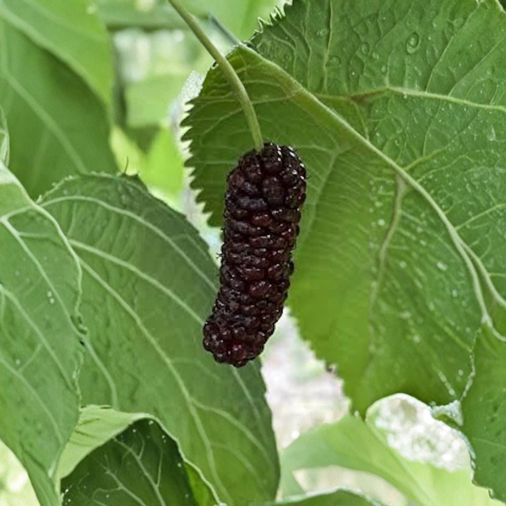 Illinois Everbearing Mulberry Trees – Morus alba × rubra Live Starter Plants | 5 Pack Bare Root 6–8 Inch | Sweet Fruit Trees for Backyard Orchard