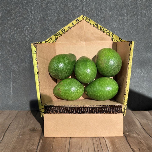 Fresh Fuerte Avocados – Persea americana  6 Freshly Picked Avocados Creamy • Nutty Flavor • Premium Eating Avocados