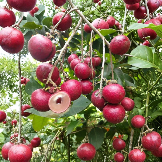 Ruby Longan Seeds – Rare Dimocarpus longan Seeds | 5 Organic Seeds | Sweet Ruby Longan Variety | Tropical Fruit Tree Starter