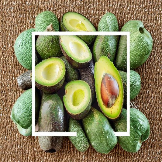 Florida Avocado Fruit – Persea americana 2 Fresh Whole Fruits | Greenskin Variety | Farm Fresh  Large Tropical Avocados | Smooth & Creamy | Fresh Harvest
