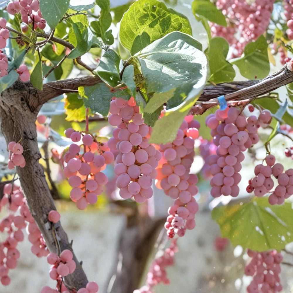 Japanese Koshu Grape Plant – Vitis vinifera Live Vine | 1–2 Feet Tall | Rare Organic Wine Grape Variety | Container & Garden Friendly